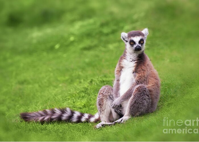 Ring Tailed Lemur Photos for Sale - Photos.com